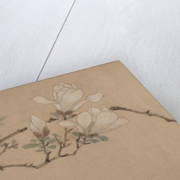 Magnolia, dated 1549 by Unknown