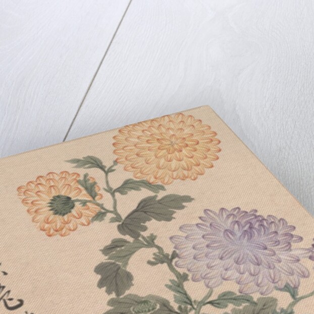 Chrysanthemums by Unknown