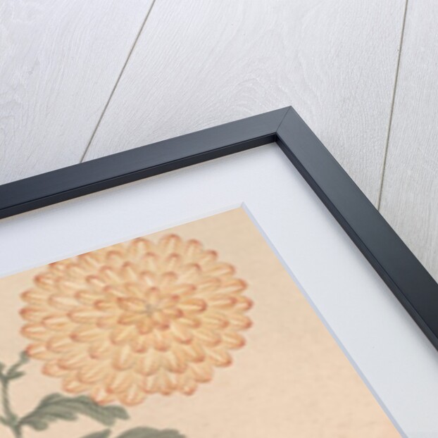 Chrysanthemums by Unknown