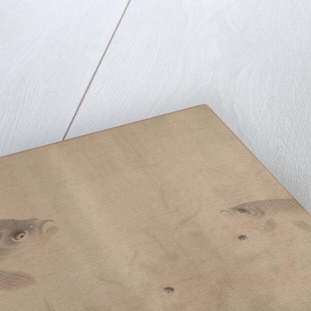 The Pleasures of Fishes, dated 1291 by Zhou Dongqing