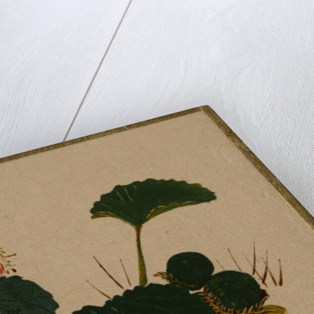Worm on Green Leaved Plant by Shibata Zeshin