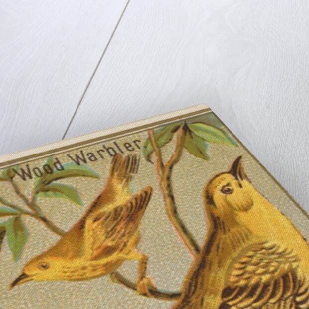 Wood Warbler, from the Birds of America series for Allen & Ginter Cigarettes Brands, 1888 by Allen & Ginter