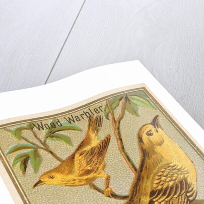 Wood Warbler, from the Birds of America series for Allen & Ginter Cigarettes Brands, 1888 by Allen & Ginter
