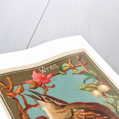 Wren, from the Birds of America series for Allen & Ginter Cigarettes Brands, 1888 by Allen & Ginter
