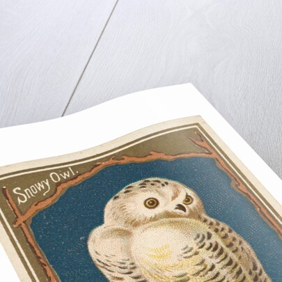 Snowy Owl, from the Birds of America series for Allen & Ginter Cigarettes Brands, 1888 by Allen & Ginter