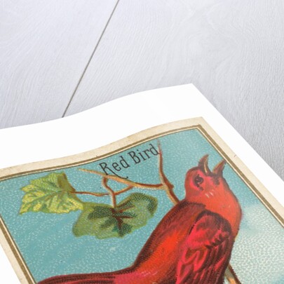 Red Bird, from the Birds of America series for Allen & Ginter Cigarettes Brands, 1888 by Allen & Ginter