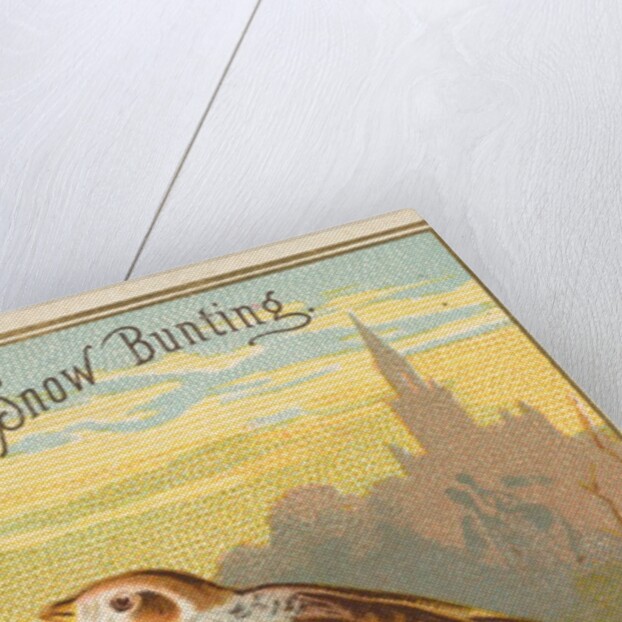 Snow Bunting, from the Birds of America series for Allen & Ginter Cigarettes Brands, 1888 by Allen & Ginter