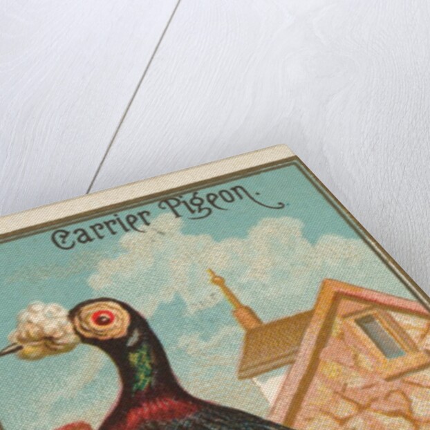 Carrier Pigeon, from the Birds of America series for Allen & Ginter Cigarettes Brands, 1888 by Allen & Ginter