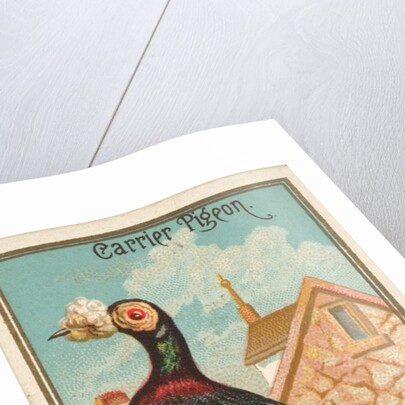 Carrier Pigeon, from the Birds of America series for Allen & Ginter Cigarettes Brands, 1888 by Allen & Ginter