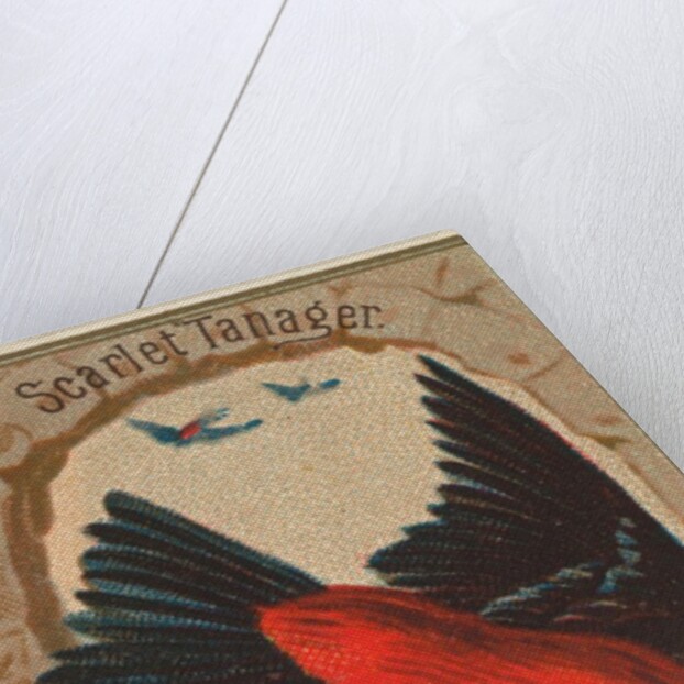 Scarlet Tanager, from the Birds of America series for Allen & Ginter Cigarettes Brands, 1888 by Allen & Ginter