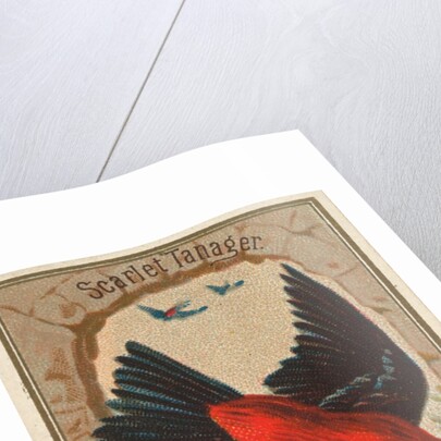 Scarlet Tanager, from the Birds of America series for Allen & Ginter Cigarettes Brands, 1888 by Allen & Ginter