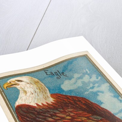 Eagle, from the Birds of America series for Allen & Ginter Cigarettes Brands, 1888 by Allen & Ginter