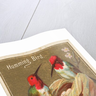 Hummingbird, from the Birds of America series for Allen & Ginter Cigarettes Brands, 1888 by Allen & Ginter