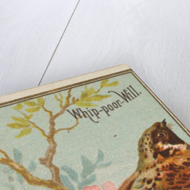 Whip-poor-Will, from the Birds of America series for Allen & Ginter Cigarettes Brands, 1888 by Allen & Ginter