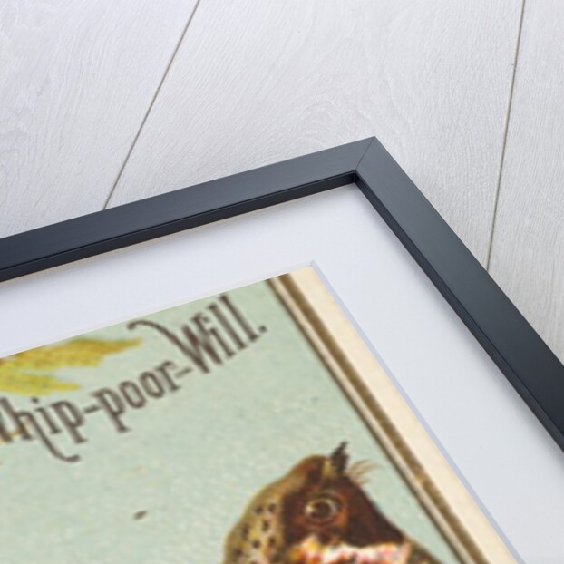 Whip-poor-Will, from the Birds of America series for Allen & Ginter Cigarettes Brands, 1888 by Allen & Ginter