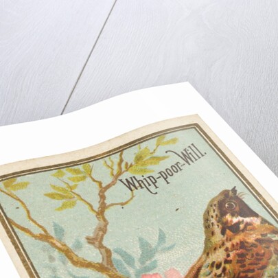 Whip-poor-Will, from the Birds of America series for Allen & Ginter Cigarettes Brands, 1888 by Allen & Ginter