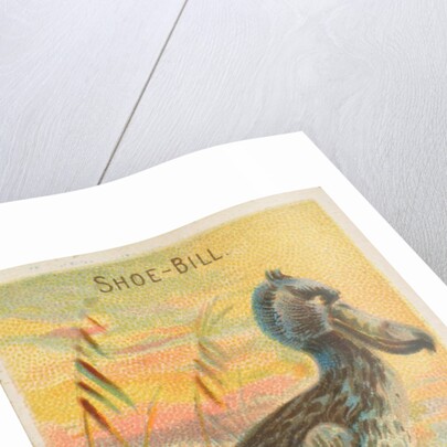 Shoe-Bill, from the Birds of the Tropics series for Allen & Ginter Cigarettes Brands, 1889 by Allen & Ginter