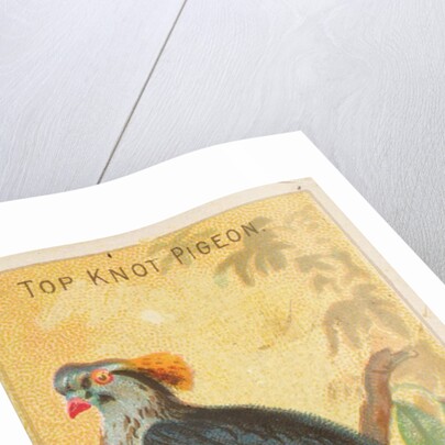 Top Knot Pigeon, from the Birds of the Tropics series for Allen & Ginter Cigarettes B…, 1889 by Allen & Ginter