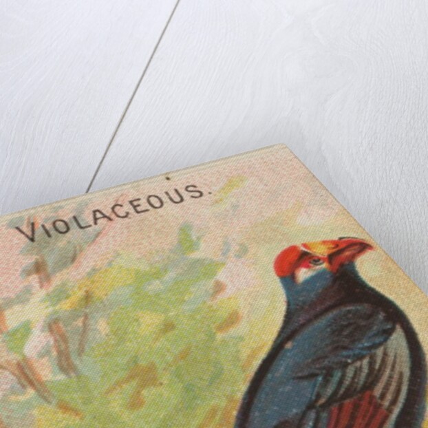 Violaceous, from the Birds of the Tropics series for Allen & Ginter Cigarettes Brands, 1889 by Allen & Ginter