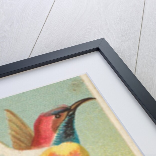 Fiery-Tailed Sun Bird, from the Birds of the Tropics series for Allen & Ginter Cigare…, 1889 by Allen & Ginter