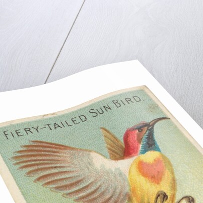 Fiery-Tailed Sun Bird, from the Birds of the Tropics series for Allen & Ginter Cigare…, 1889 by Allen & Ginter