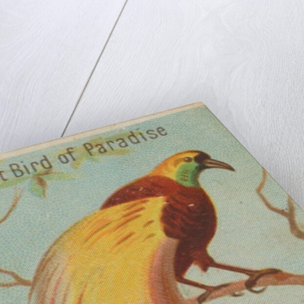 Great Bird of Paradise, from the Birds of the Tropics series for Allen & Ginter Cigar…, 1889 by Allen & Ginter