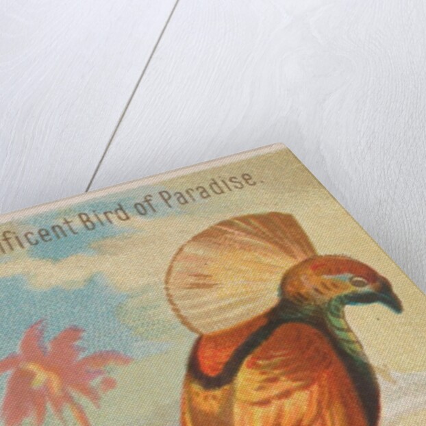 Magnificent Bird of Paradise, from the Birds of the Tropics series for Allen & Ginter…, 1889 by Allen & Ginter
