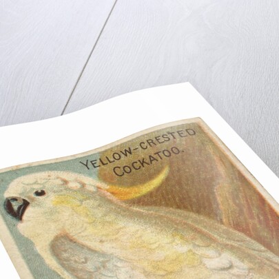 Yellow-Crested Cockatoo, from the Birds of the Tropics series for Allen & Ginter Ciga…, 1889 by Allen & Ginter