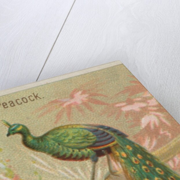 Java Peacock, from the Birds of the Tropics series for Allen & Ginter Cigarettes Brands, 1889 by Allen & Ginter