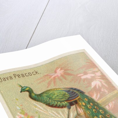 Java Peacock, from the Birds of the Tropics series for Allen & Ginter Cigarettes Brands, 1889 by Allen & Ginter