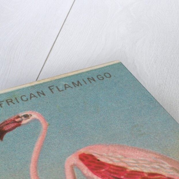 African Flamingo, from the Birds of the Tropics series for Allen & Ginter Cigarettes …, 1889 by Allen & Ginter