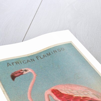 African Flamingo, from the Birds of the Tropics series for Allen & Ginter Cigarettes …, 1889 by Allen & Ginter
