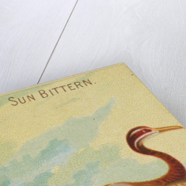 Sun Bittern, from the Birds of the Tropics series for Allen & Ginter Cigarettes Brands, 1889 by Allen & Ginter