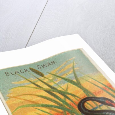 Black Swan, from the Birds of the Tropics series for Allen & Ginter Cigarettes Brands, 1889 by Allen & Ginter