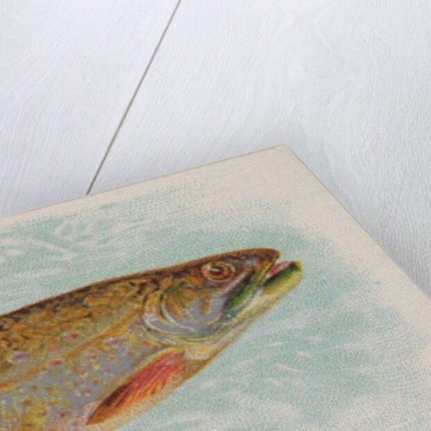 Brook Trout, from the Fish from American Waters series for Allen & Ginter Cigarettes …, 1889 by Allen & Ginter