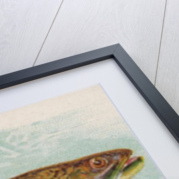 Brook Trout, from the Fish from American Waters series for Allen & Ginter Cigarettes …, 1889 by Allen & Ginter