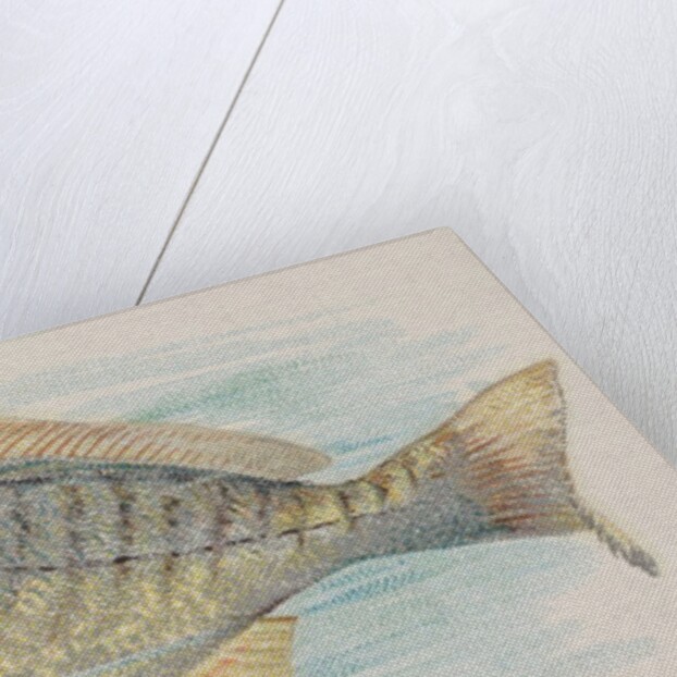 Chub, from the Fish from American Waters series for Allen & Ginter Cigarettes Brands, 1889 by Allen & Ginter