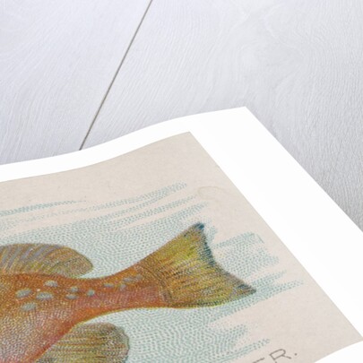 Grouper, from the Fish from American Waters series for Allen & Ginter Cigarettes Brands, 1889 by Allen & Ginter