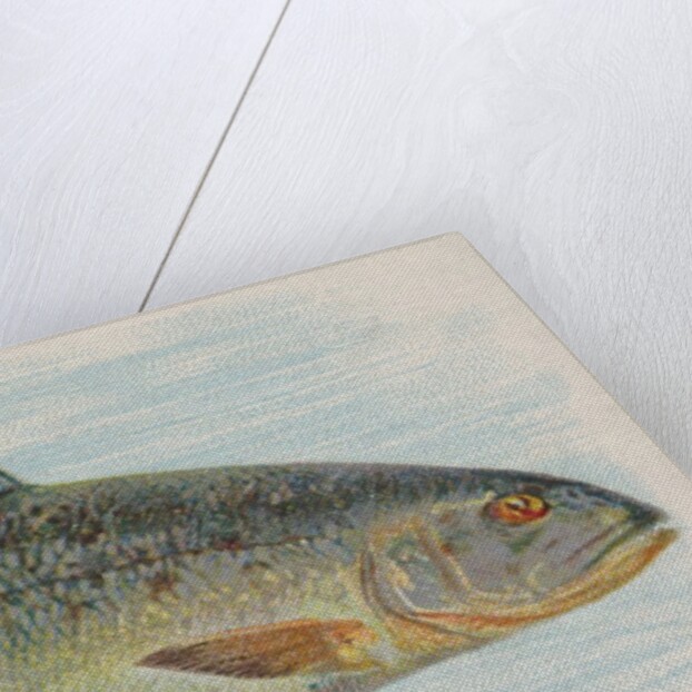 Salmon, from the Fish from American Waters series for Allen & Ginter Cigarettes Brands, 1889 by Allen & Ginter