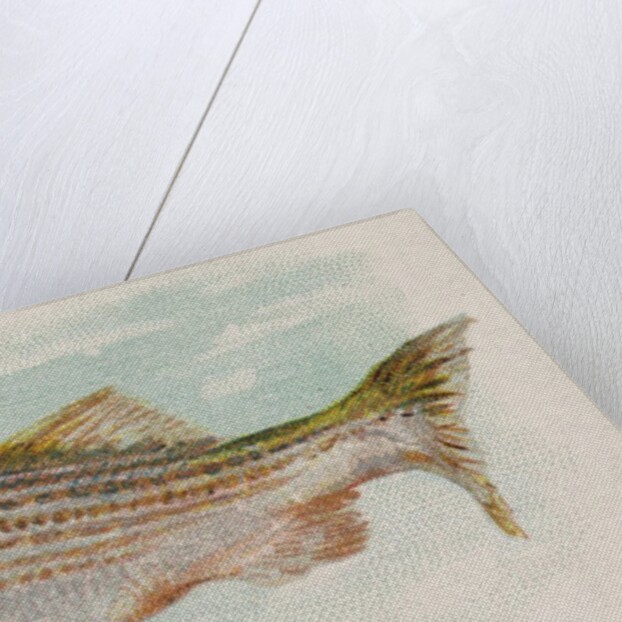 Striped Bass, from the Fish from American Waters series for Allen & Ginter Cigarettes…, 1889 by Allen & Ginter