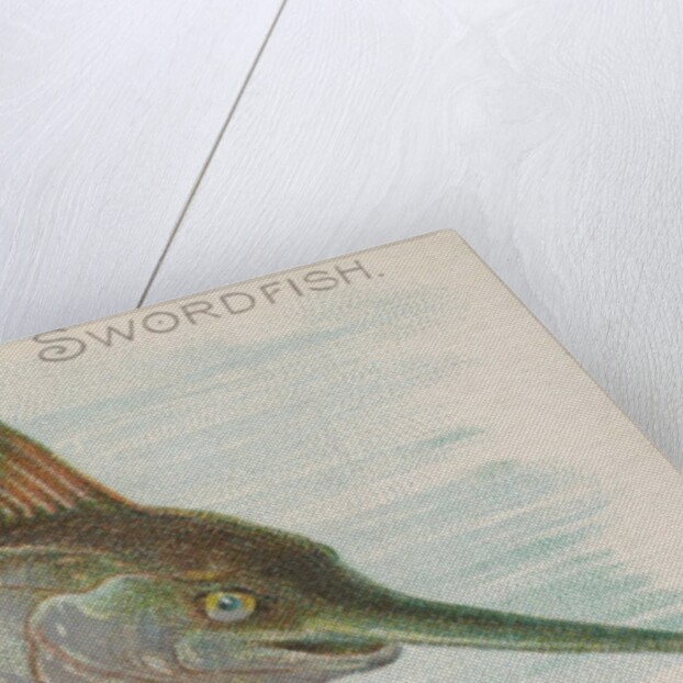 Swordfish, from the Fish from American Waters series for Allen & Ginter Cigarettes Br…, 1889 by Allen & Ginter