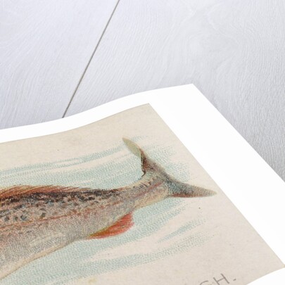 Weakfish, from the Fish from American Waters series for Allen & Ginter Cigarettes Bra…, 1889 by Allen & Ginter