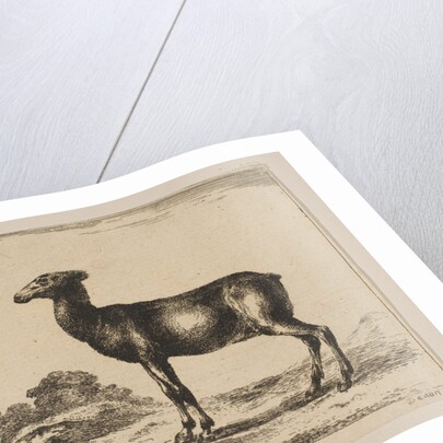 Plate 15: doe, from 'Various animals', after 1641 by Unknown