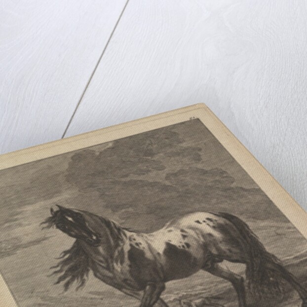 Horse, 18th Century by Unknown