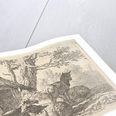 Four sheep, one sheep stands among three others lying on the ground next to a shed with th…, 1658 by Karel Du Jardin