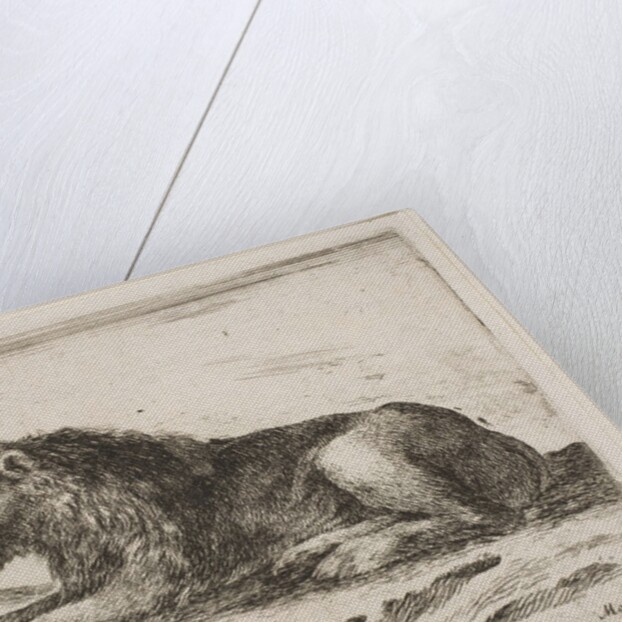 Plate 5: reclining lion, from 'Various animals', 1641 by Stefano della Bella