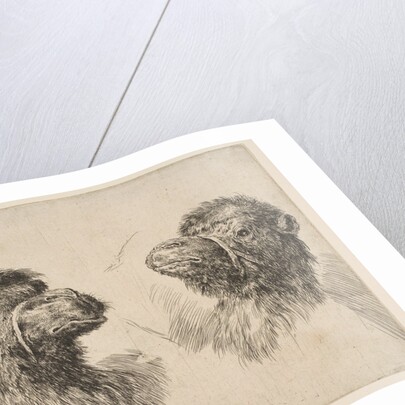 Two Camel Heads, ca. 1641 by Stefano della Bella