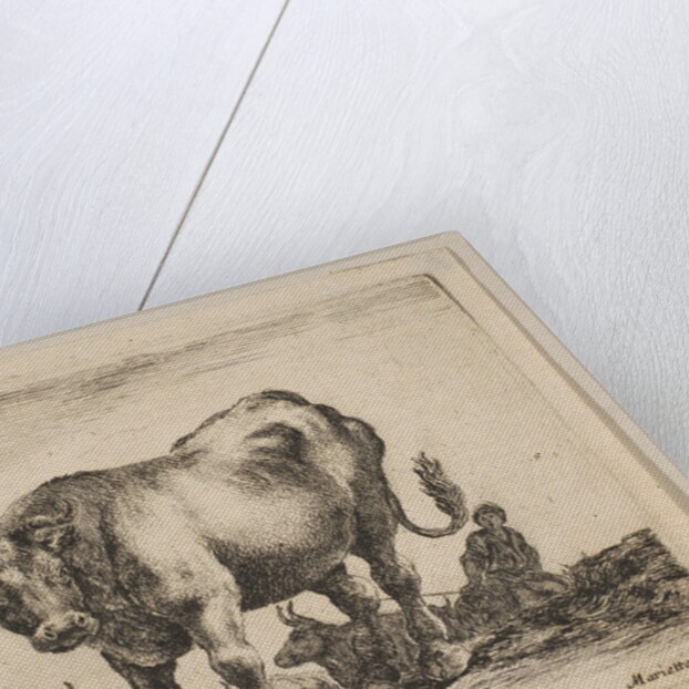 Plate 8: ox, from 'Various animals', ca. 1641 by Stefano della Bella
