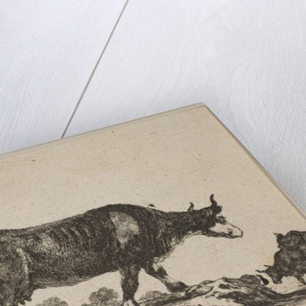 Plate 7: cow, from 'Various animals', ca. 1641 by Stefano della Bella