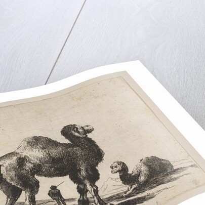 Plate 17: camels, from 'Various animals', after 1641 by Unknown